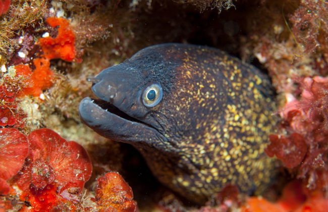 Biglietti per l'Acquario Nazionale di Malta - Foto 7