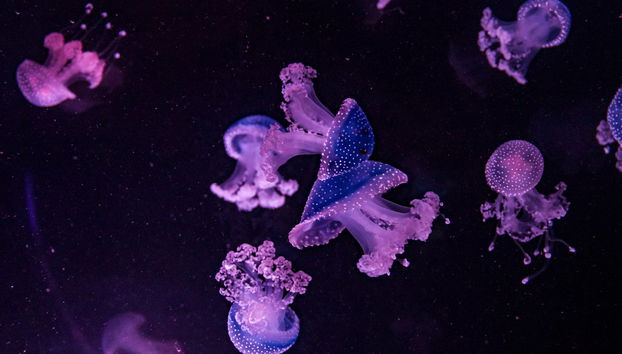 Malta National Aquarium Ticket - Photo 5