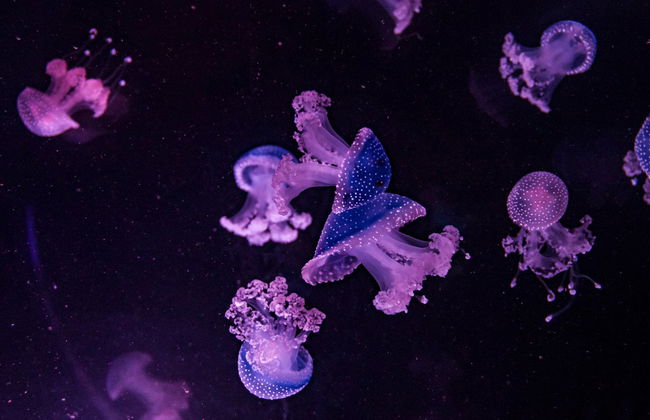 Biglietti per l'Acquario Nazionale di Malta - Foto 5