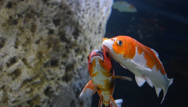 Malta National Aquarium Ticket - Photo 3