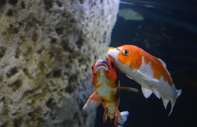 Biglietti per l'Acquario Nazionale di Malta - Foto 3