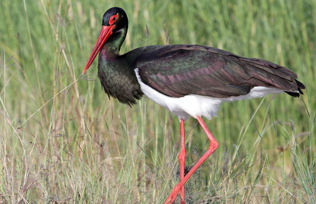 Passeio de barco pelo rio Alagón e Barragem de Alcántara - Foto 7