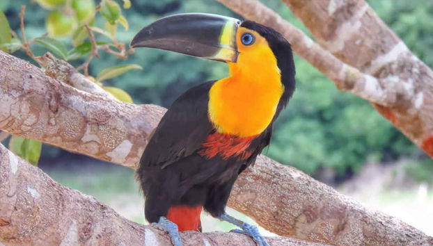 Arapiuns River Communities Tour - Foto 2