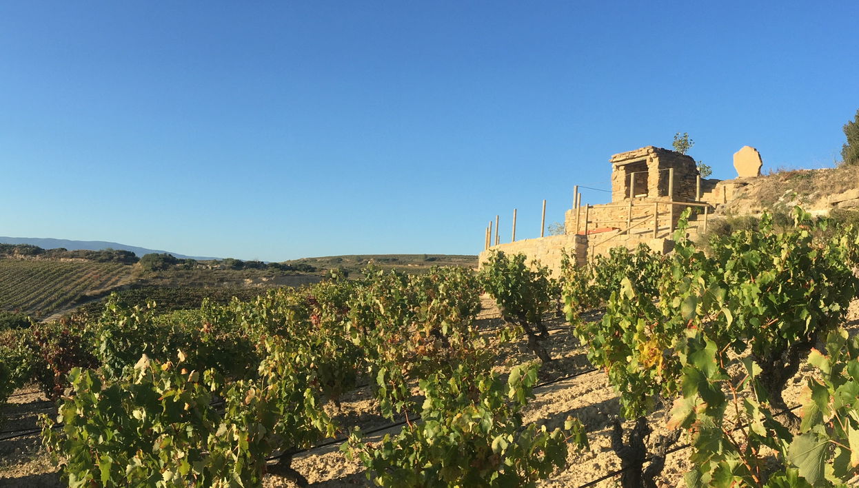Visita delle cantine Loli Casado