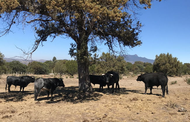 Tour por las haciendas de Tlaxcala - Foto 3