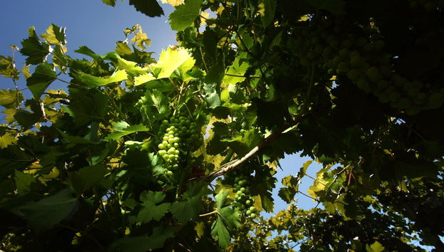 Marsala Wine Tasting - Photo 5