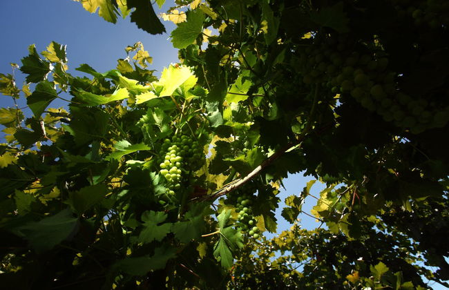 Marsala Wine Tasting - Photo 5