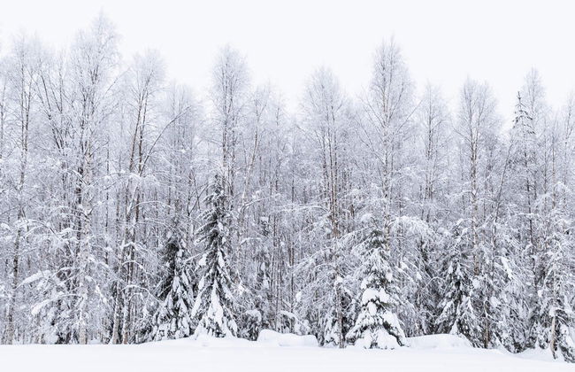 Balade en raquettes à neige - Photo 6