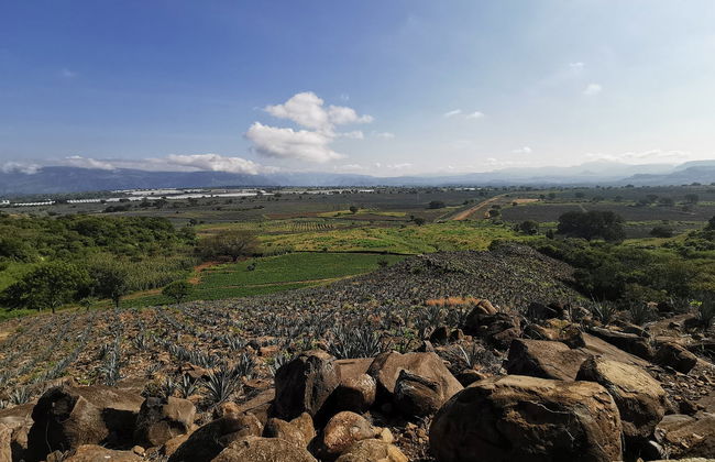 Excursión a Tequila con visita a una destilería y degustación - Foto 3