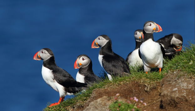 Látrabjarg & Raudasandur Jeep Tour - Foto 5