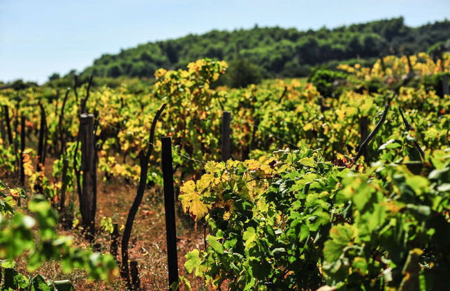 Excursão a Lumbarda de bicicleta + Degustação de vinho - Foto 6