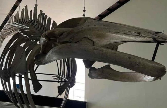 Billet pour l'Observatoire 1873 + Musée national de la Baleine - Photo 9
