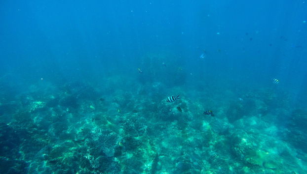 Cham Island Snorkeling - Photo 4