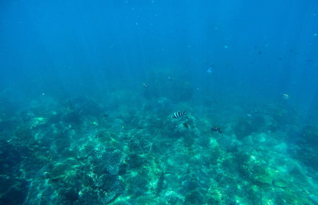 Cham Island Snorkeling - Photo 4