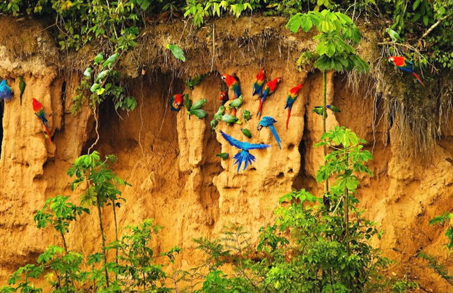 Tour de 7 días por Tambopata con avistamiento de aves - Foto 6