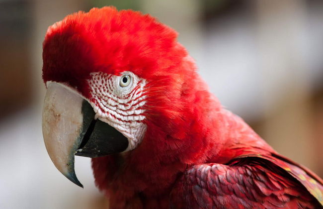 Tambopata Tour Package: 7 Days - Foto 1