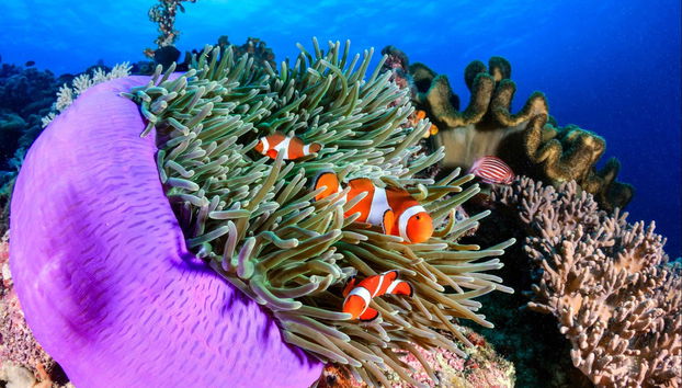 Baptême de plongée à Boracay - Photo 4