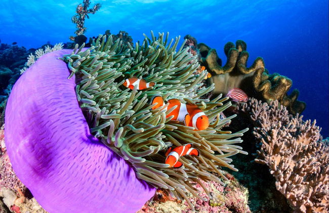 Baptême de plongée à Boracay - Photo 4