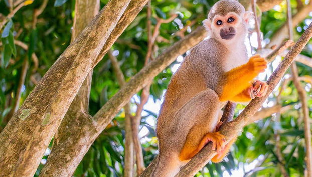 Excursion à Monkeyland - Photo 3