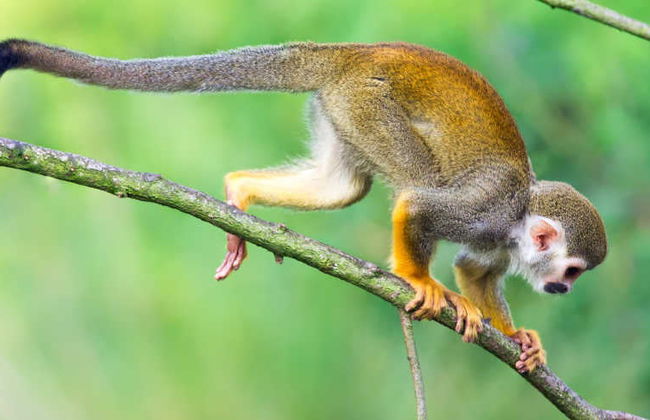 Excursão à Monkeyland - Foto 3