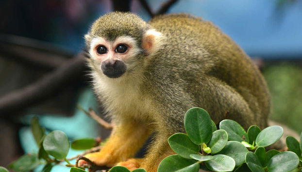 Excursion à Monkeyland - Photo 4