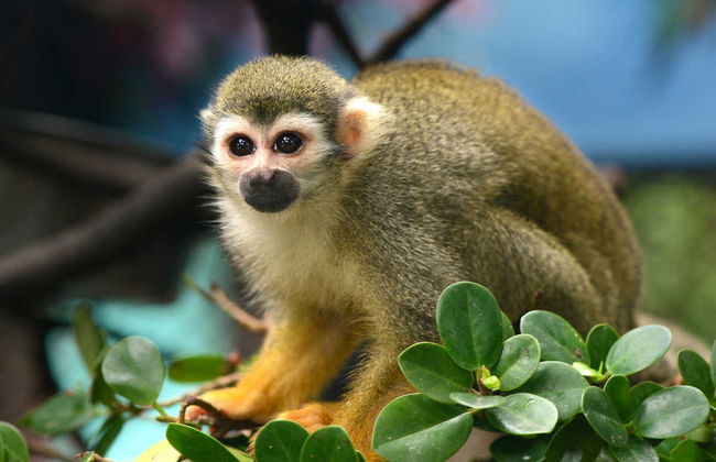 Monkeyland Day Trip - Photo 4