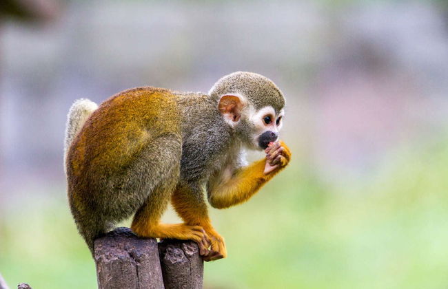 Monkeyland Day Trip - Photo 7