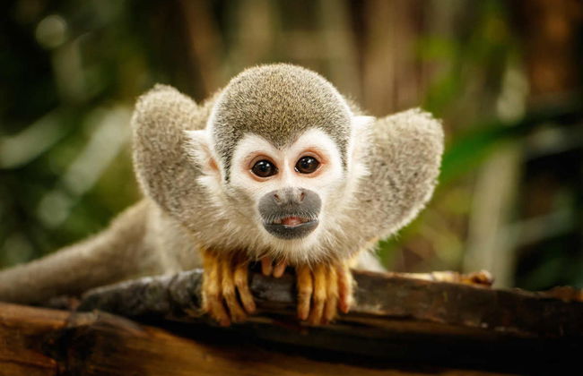 Monkeyland Day Trip - Photo 1