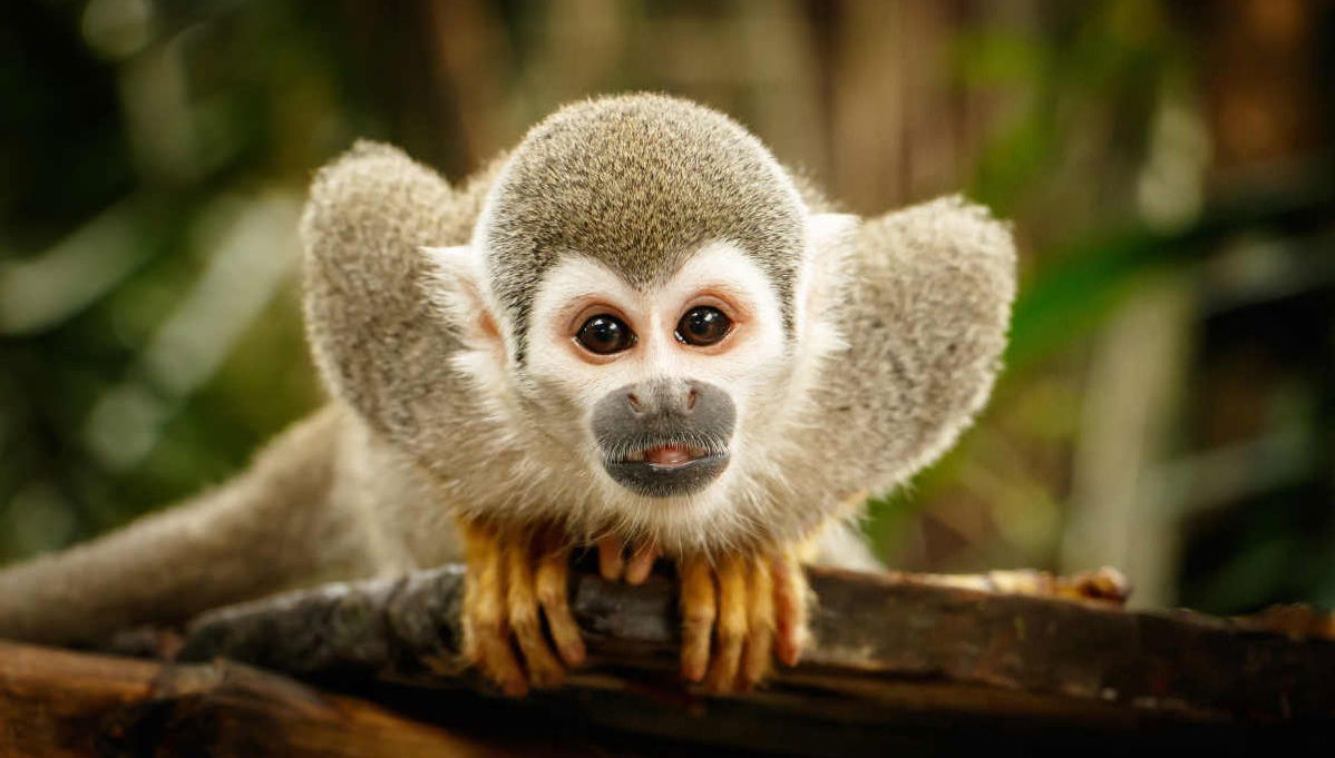 Excursion à Monkeyland - Photo 1