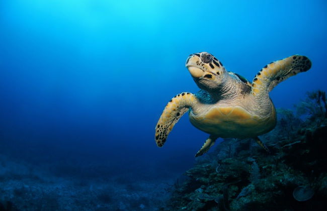 Xcalak Snorkeling Tour - Foto 1