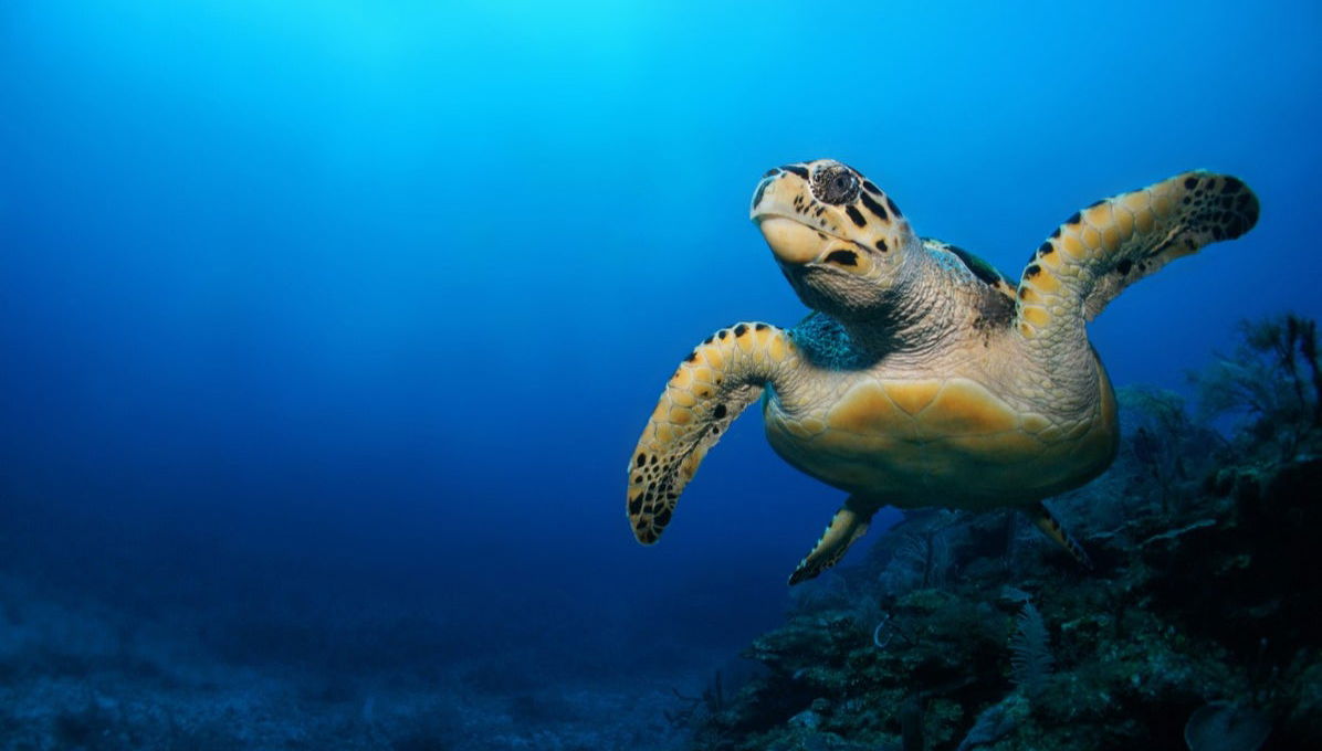 Xcalak Snorkeling Tour - Foto 1