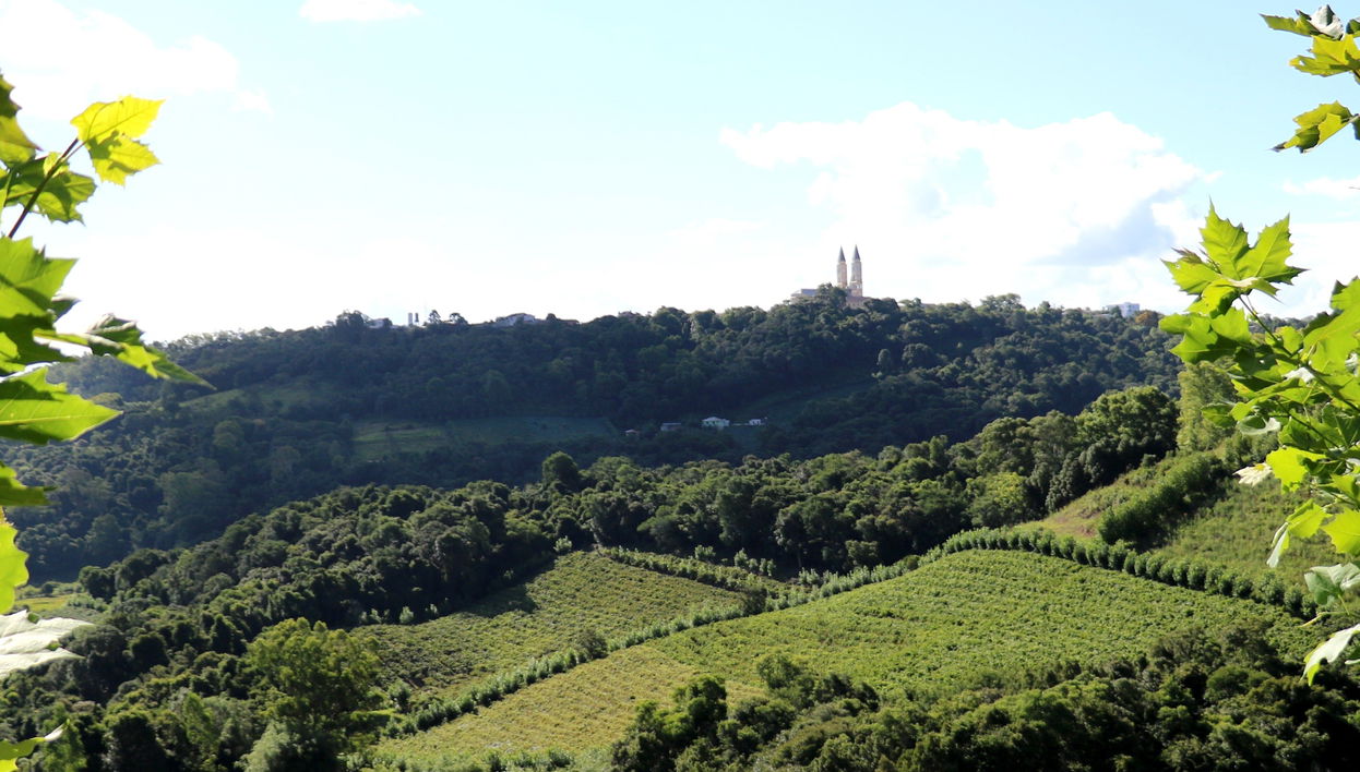 Visita à vinícola Salton + Degustação de cachaça