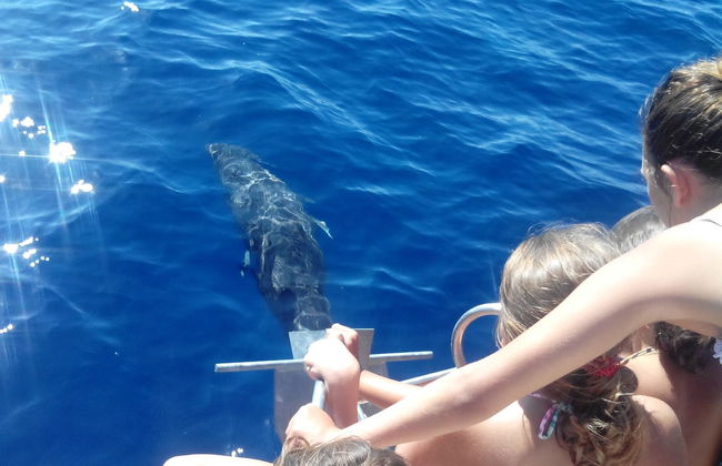 Alquiler de barco con patrón en Playa Santiago - Foto 2