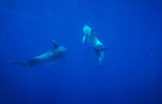La Palma Dolphin & Whale Watching on a Glass-Bottom Boat - Photo 1