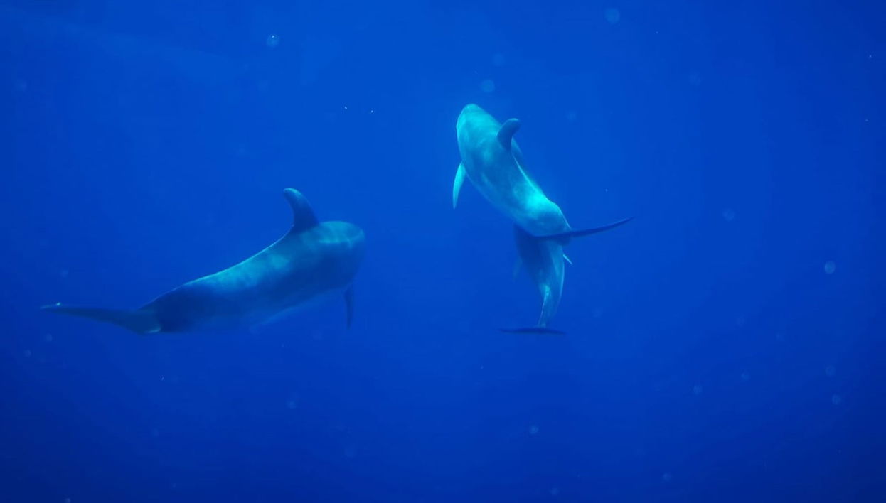 Avistamiento de ballenas y delfines en barco con fondo de cristal - Foto 1
