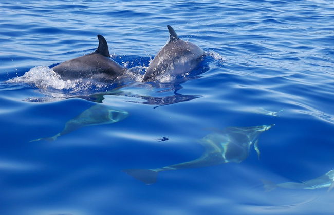 La Palma Dolphin & Whale Watching on a Glass-Bottom Boat - Foto 2