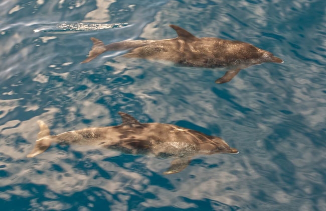 La Palma Dolphin & Whale Watching on a Glass-Bottom Boat - Foto 3
