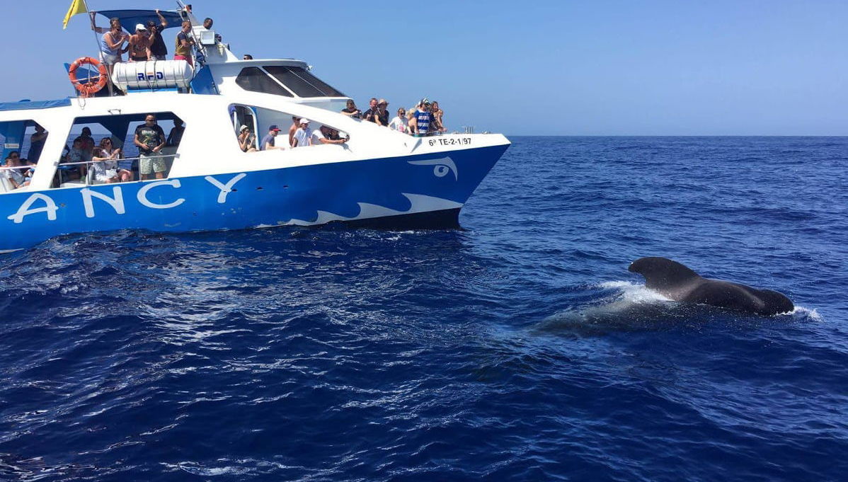 La Palma Dolphin & Whale Watching on a Glass-Bottom Boat - Foto 1