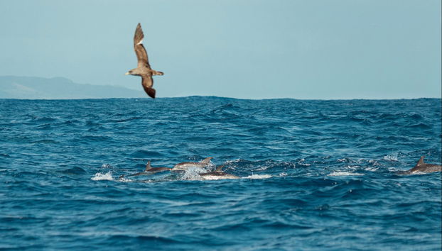 Avistamiento de ballenas y delfines en barco con fondo de cristal - Foto 4
