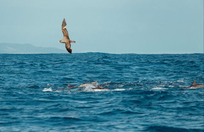 La Palma Dolphin & Whale Watching on a Glass-Bottom Boat - Foto 4