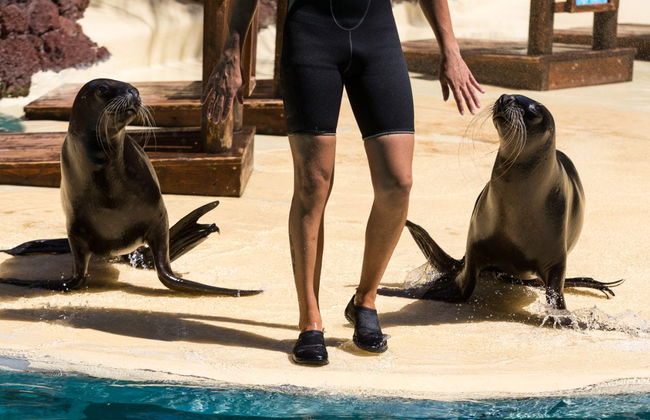 Ingresso do Oasis Wildlife Fuerteventura - Foto 3