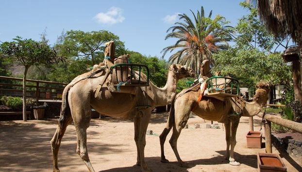 Oasis Wildlife Fuerteventura Ticket - Photo 4