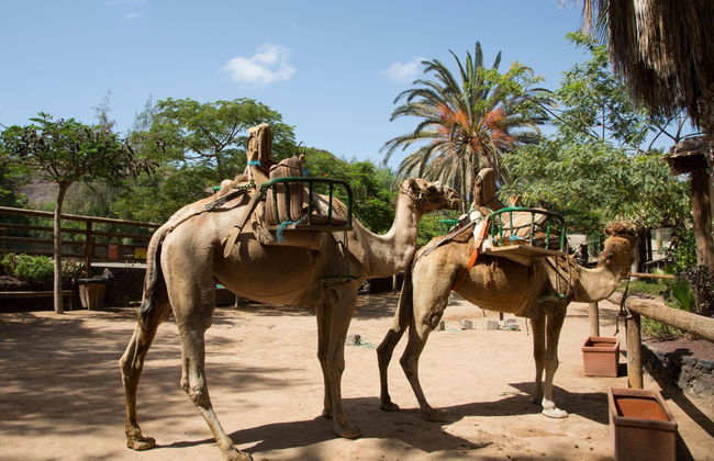 Ingresso do Oasis Wildlife Fuerteventura - Foto 4