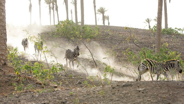 Oasis Wildlife Fuerteventura Ticket - Photo 5