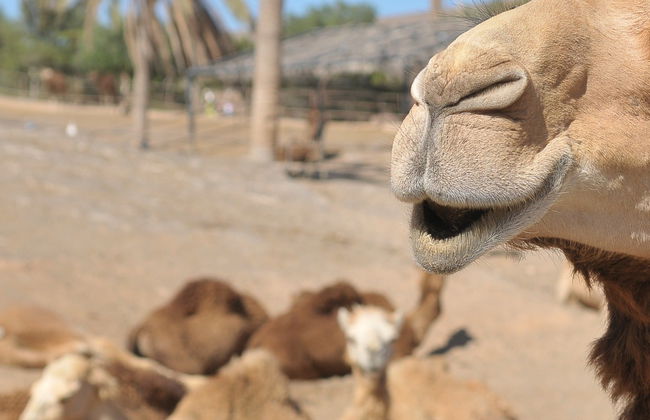 Oasis Wildlife Fuerteventura - Foto 5