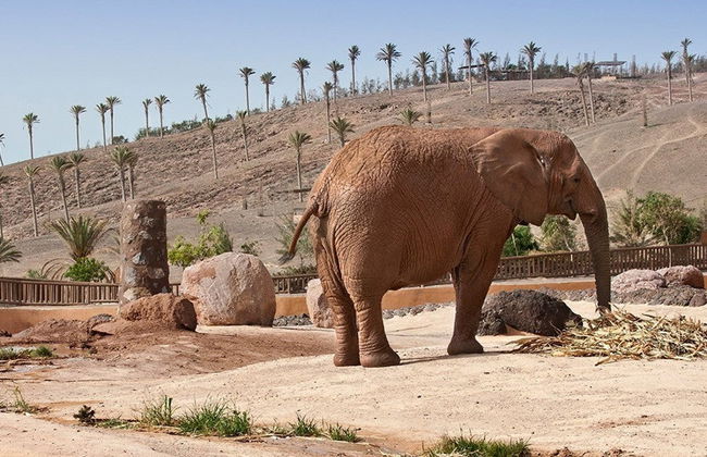 Ingresso do Oasis Wildlife Fuerteventura - Foto 1
