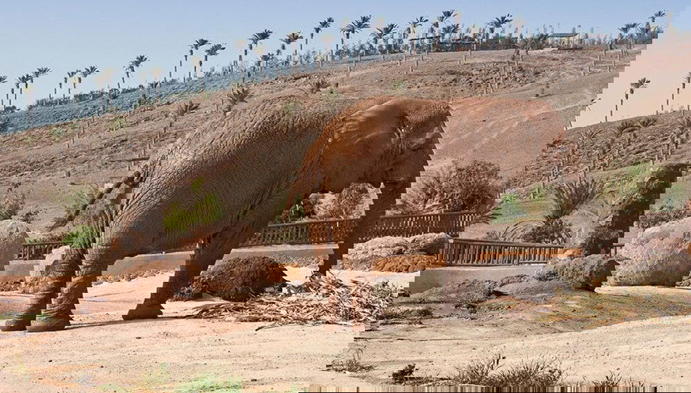 Oasis Wildlife Fuerteventura Ticket - Photo 1