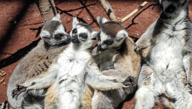 Oasis Wildlife Fuerteventura Ticket - Photo 2