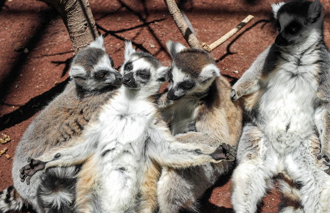 Ingresso do Oasis Wildlife Fuerteventura - Foto 2