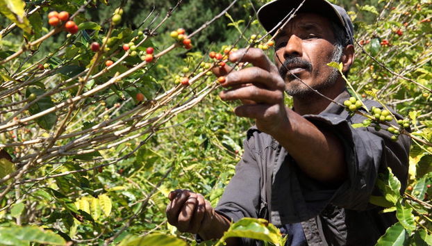 Excursión al Valle de Agaete - Foto 2